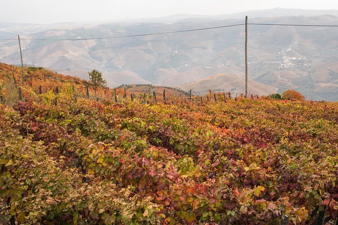 Douro Valley Small-Group Tour with Wine Tasting, Lunch and Boat - Peso da Régua and the First Douro Wine Tasting