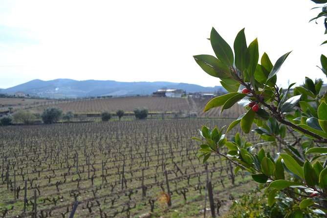 Douro Valley Tour: 2 Vineyard Visits, River Cruise, Winery Lunch - Port in the cellar