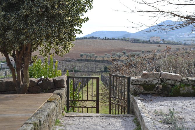 Douro Valley Tour: 2 Vineyard Visits, River Cruise, Winery Lunch - Timing, group size, and practical limits