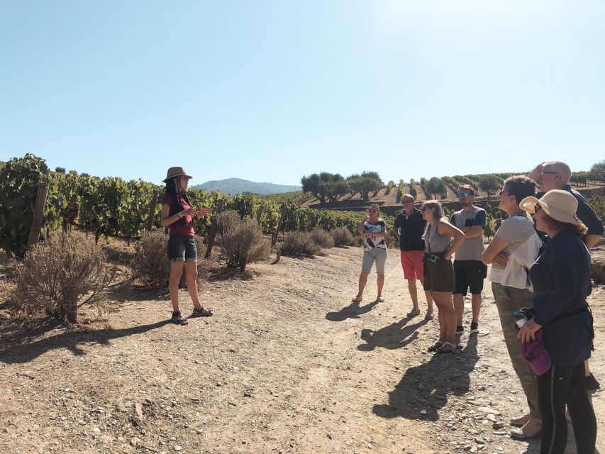 Douro Valley: Tour with Wine Tastings, Lunch, and Boat Ride - Who should book this day?
