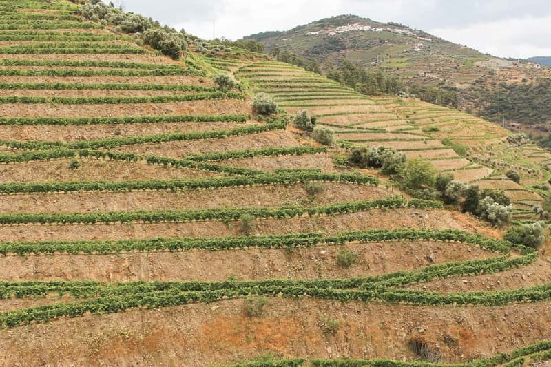 Douro Valley: Tour with Wine Tastings, Lunch, and Boat Ride - The small-group format and the guides