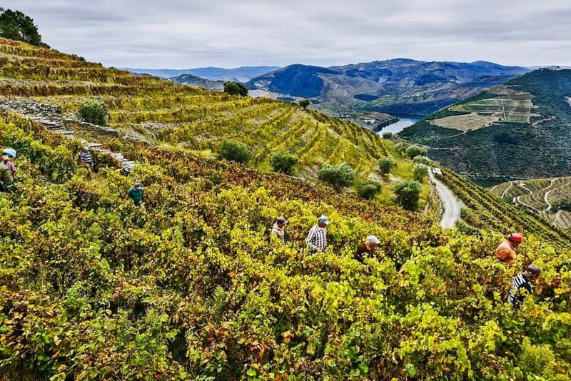 Douro Valley with Two Winery, Boat Trip and Lunch From Porto - Guides, comfort, and the small-group setup