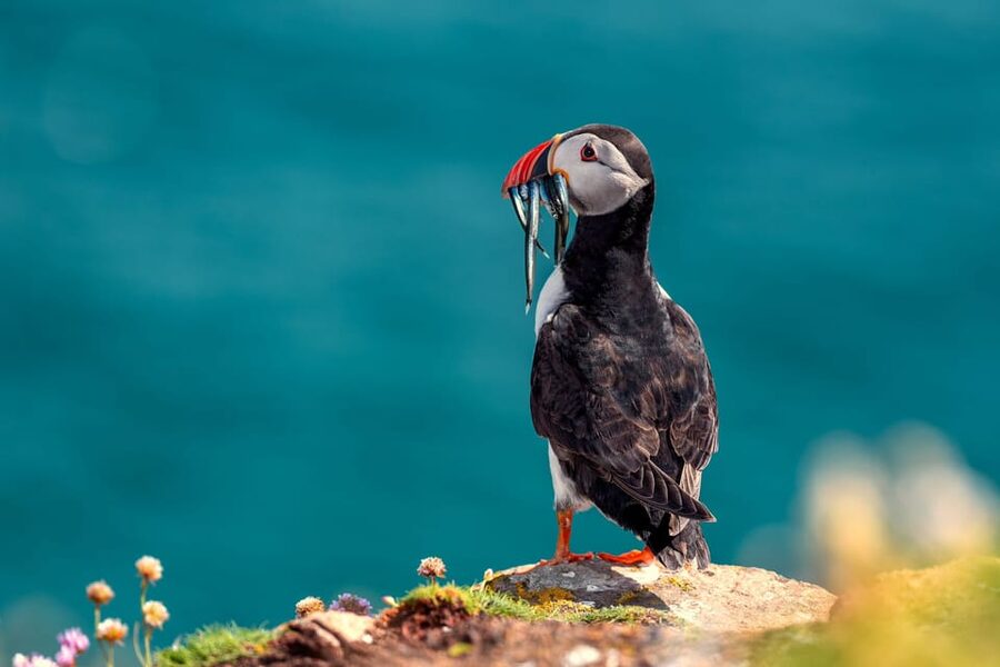 Dublin: Howth Coast and Ireland's Eye Boat Tour - Should You Book the Ireland’s Eye Cruise?