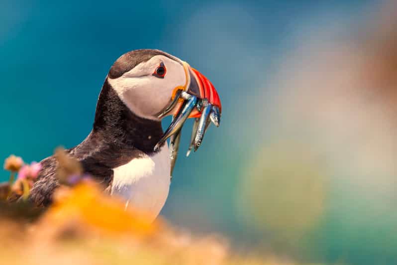 Dublin: Howth Coast and Ireland's Eye Boat Tour - Wildlife Around the Island