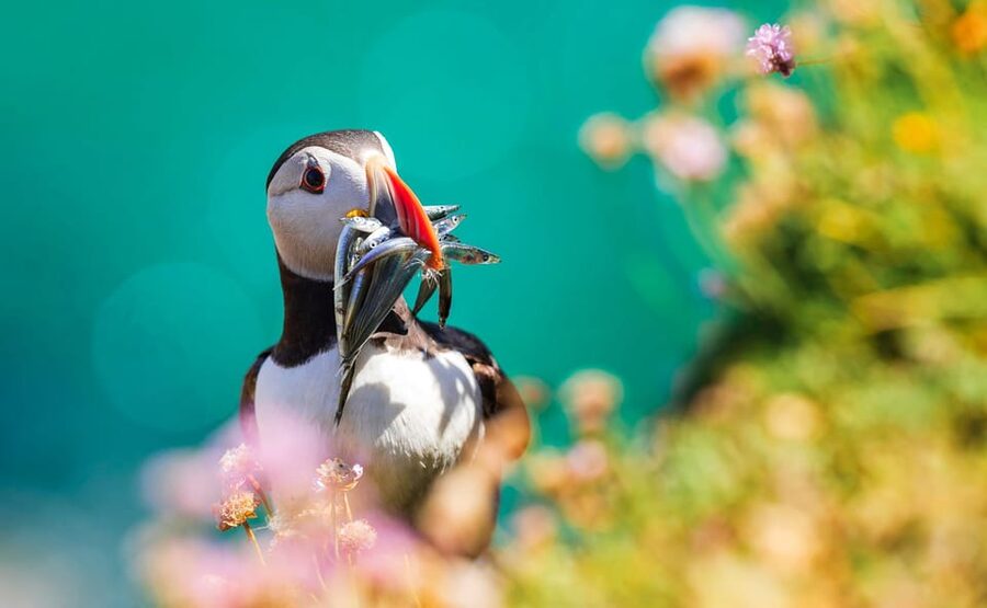 Dublin: Howth Coast and Ireland's Eye Boat Tour - Is the $27 Price Good Value?