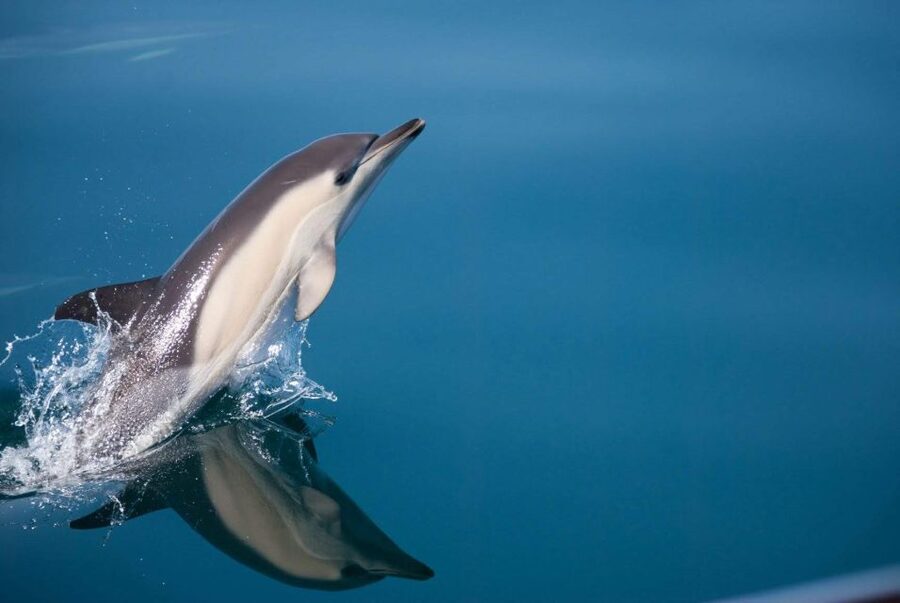 Estepona: Dolphin Watching Sailboat Cruise with Drink - What two hours on the Intrépido feels like