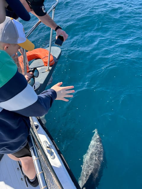 Estepona: Dolphins Searching Sea Cruise with Drink & Snacks - The possible swim stop