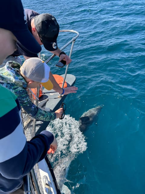 Estepona: Dolphins Searching Sea Cruise with Drink & Snacks - Searching for dolphins in the open sea