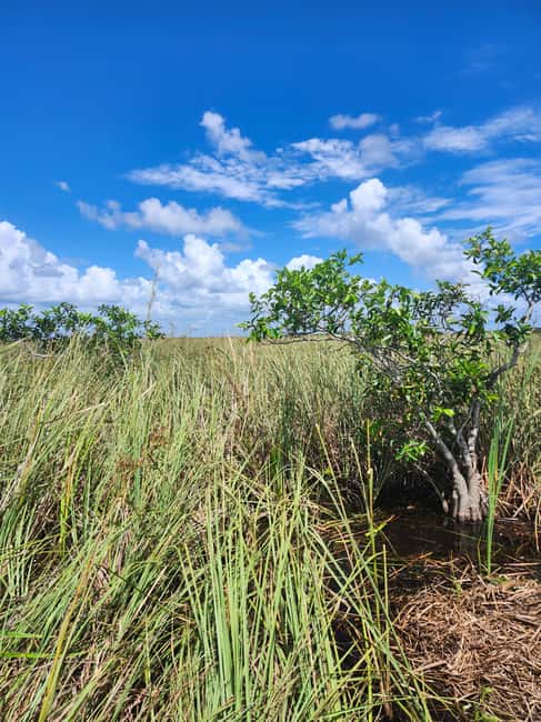 Everglades Eco Airboat Small-Group Tour & 2 Private Islands - The one-hour airboat ride through sawgrass and cypress