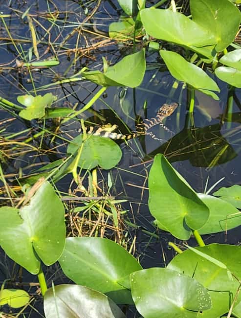 Everglades Eco Airboat Small-Group Tour & 2 Private Islands - Water levels, alternate sites, and changing conditions