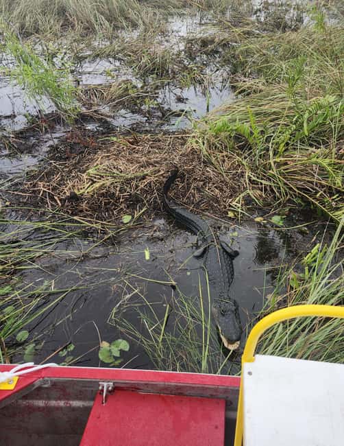 Everglades Eco Airboat Small-Group Tour & 2 Private Islands - Who will enjoy this tour most