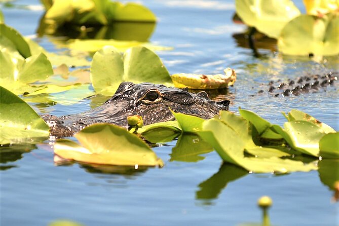 Everglades Holiday Park Airboat Tours & Rides - Weather, comfort, and what to expect on the water