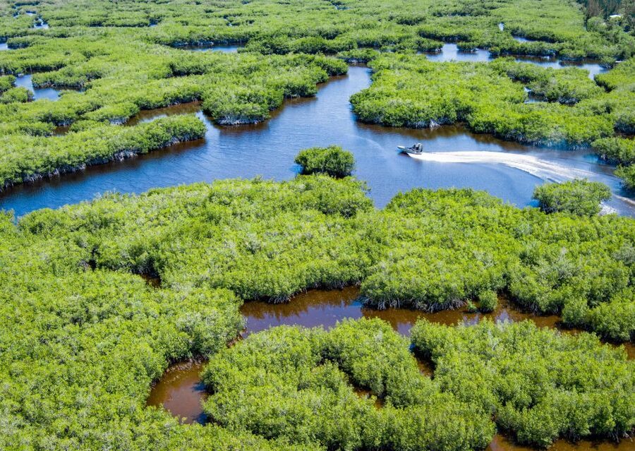 Everglades: Mangrove Maze Airboat Tour and Boardwalk - Key points to know before you book