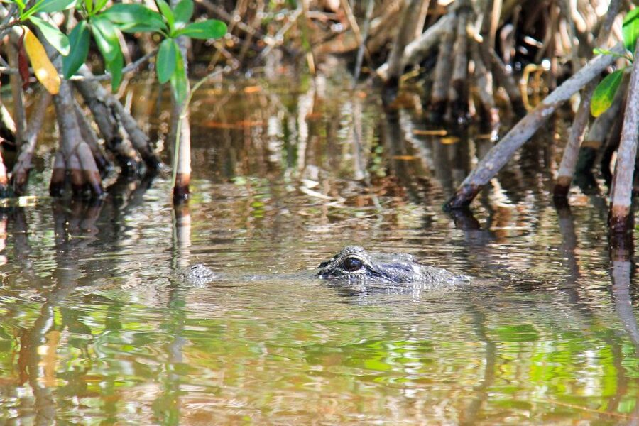 Everglades: Mangrove Maze Airboat Tour and Boardwalk - Optional buggy and animal-shelter additions