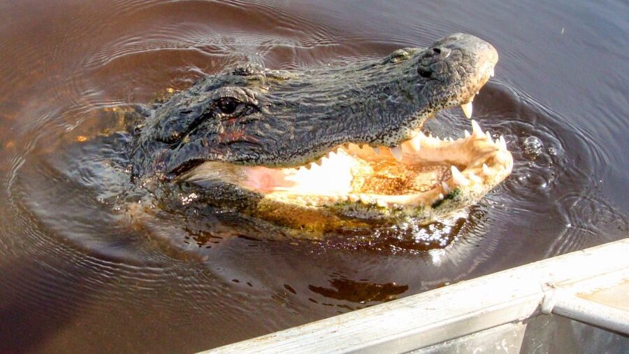 Everglades: Mangrove Maze Airboat Tour and Boardwalk - What your guide adds to the ride