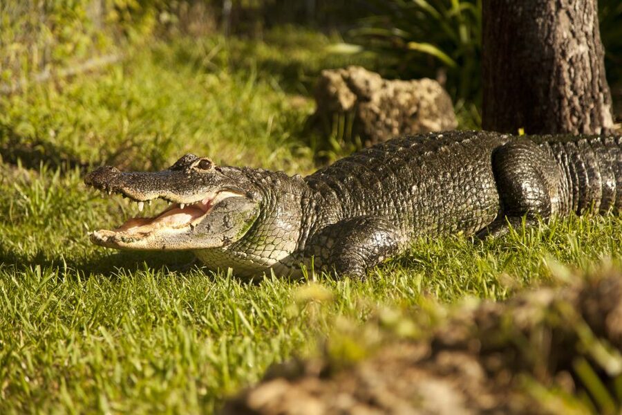 Everglades: Sawgrass Park Day Time Airboat Tour & Exhibits - How good is the $33 value?