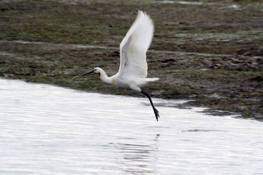 Faro: Eco-Friendly Ria Formosa Bird Watching in Solar Boat - What makes this Faro boat trip worth your time