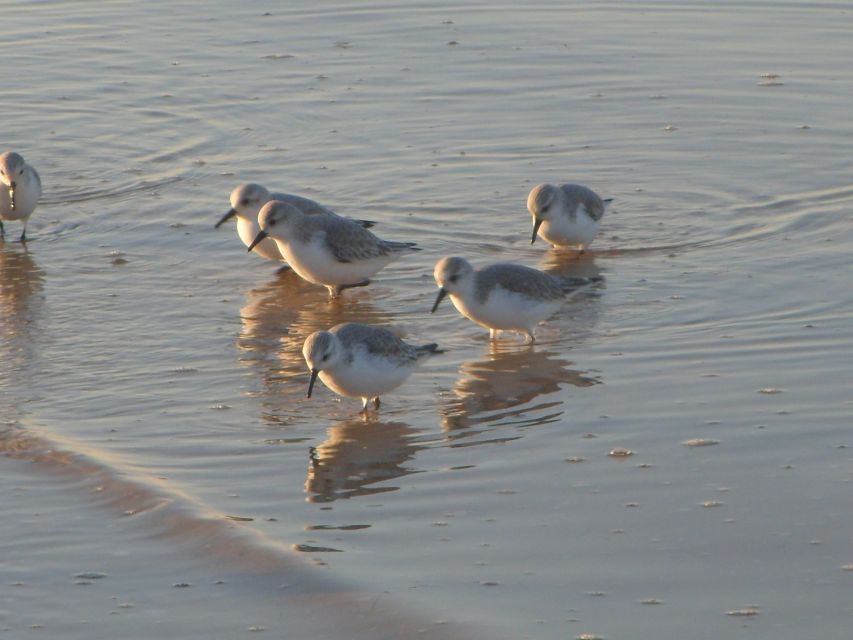 Faro: Eco-Friendly Ria Formosa Bird Watching in Solar Boat - Simple ways to prepare