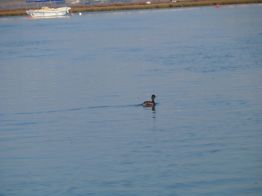 Faro: Eco-Friendly Ria Formosa Bird Watching in Solar Boat - Watching birds from a boat that barely makes a sound