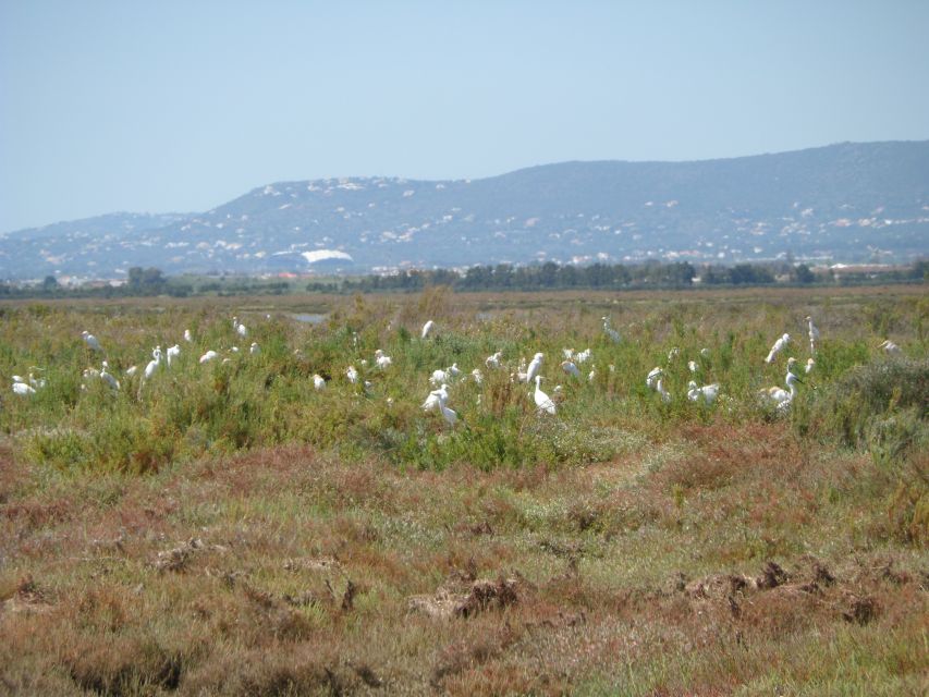 Faro: Eco-Friendly Ria Formosa Bird Watching in Solar Boat - Ospreys, flamingos, and the birds you might see