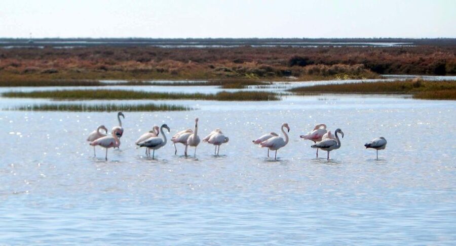 Faro: Eco-Friendly Ria Formosa Bird Watching in Solar Boat - The guide makes the difference