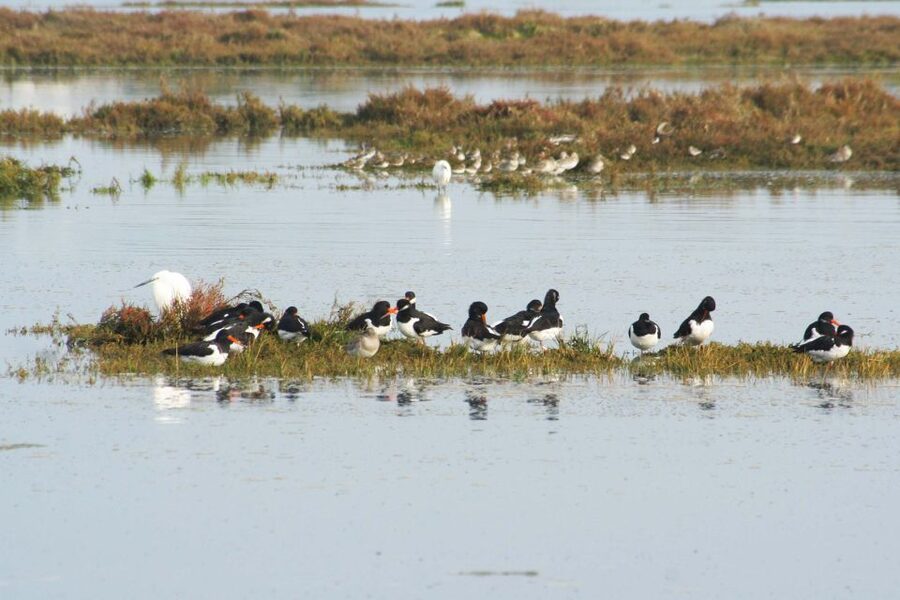 Faro: Eco-Friendly Ria Formosa Bird Watching in Solar Boat - What the one-hour park visit really means