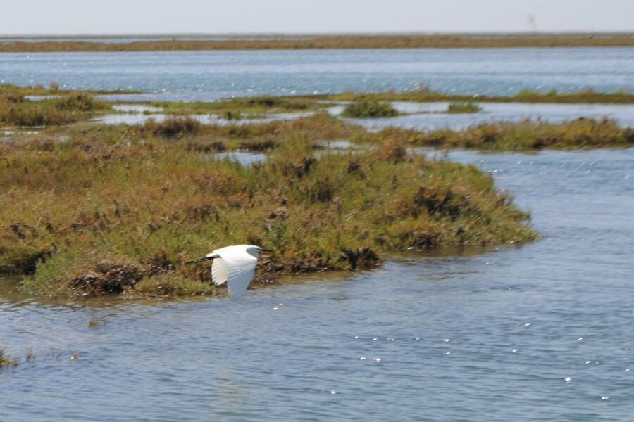 Faro: Ria Formosa Lagoon Small Boat Tour with Local Guide - Why the guide matters on a one-hour trip