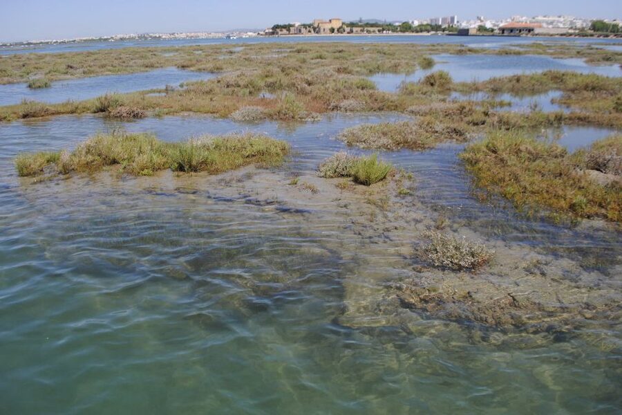 Faro: Ria Formosa Lagoon Small Boat Tour with Local Guide - What the $29 price buys you