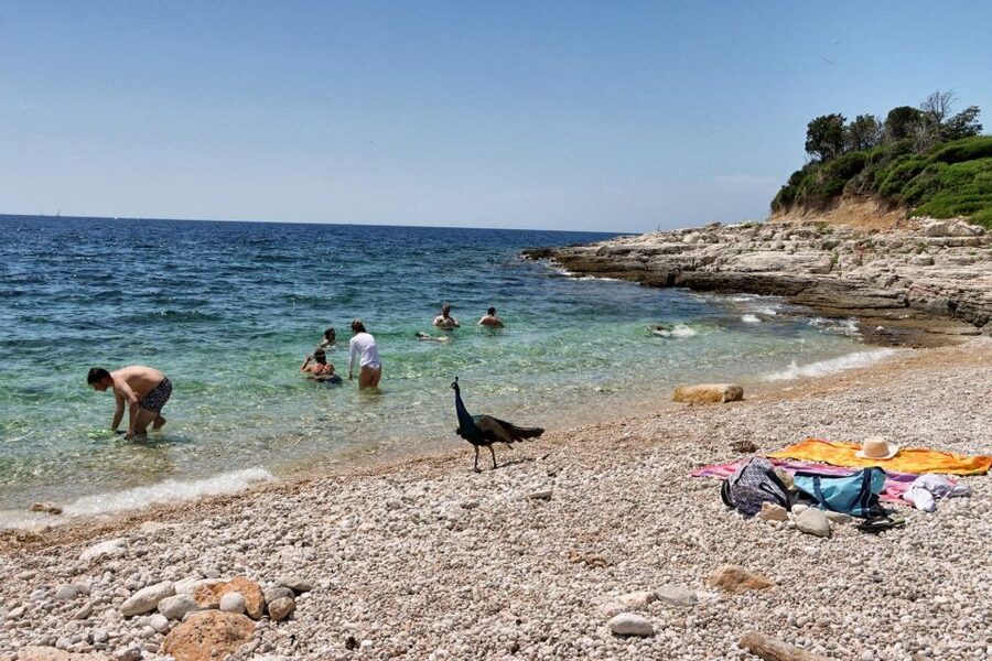 Fazana: Brijuni National Park Scenic Boat Tour & Swimming - Gaz, Galija, Vanga, and the presidential island