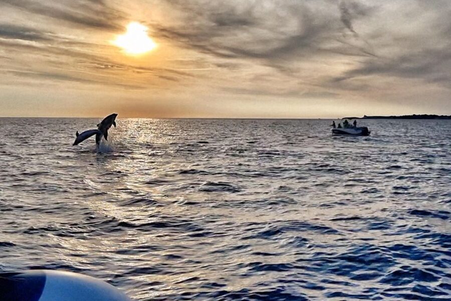 Fazana: Guided Dolphin Watching Sightseeing Cruise at Sunset - Watching for dolphins in the Adriatic
