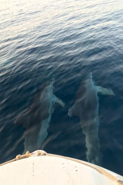 Fazana: Guided Dolphin Watching Sightseeing Cruise at Sunset - Practical tips for a better evening