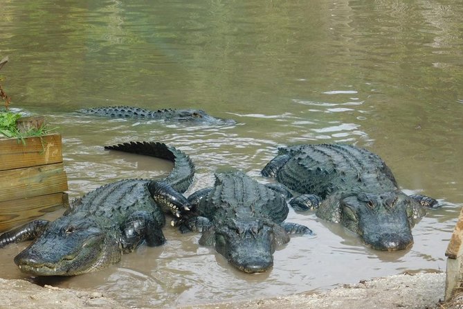 Florida Everglades Airboat Tour and Wild Florida Admission with Optional Lunch - What you may see in the Central Florida Everglades