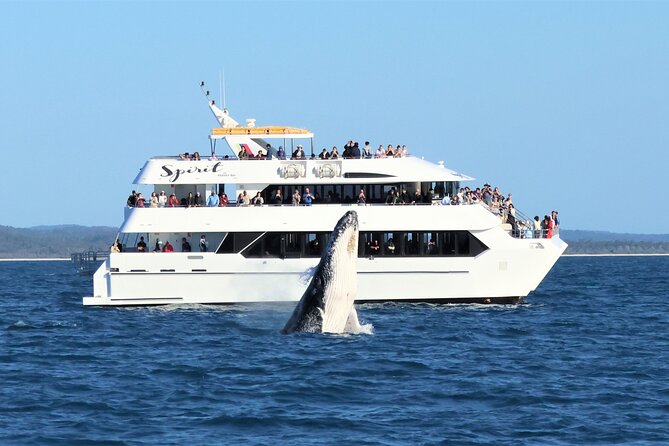 Freedom 3/4 Day Hervey Bay Premium Whale Watching Cruise - Lunch with K’Gari in view