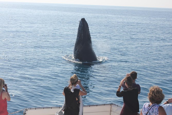 Freedom 3/4 Day Hervey Bay Premium Whale Watching Cruise - A thoughtful approach to wildlife