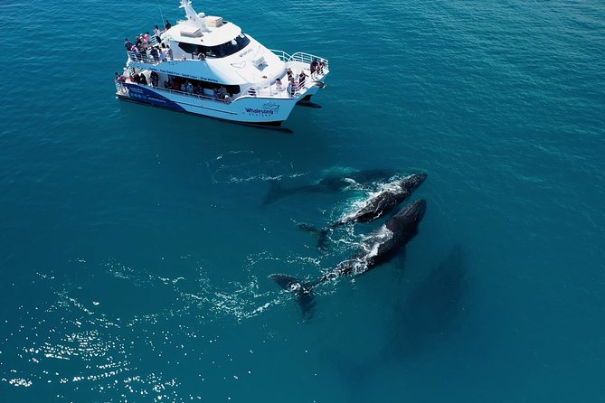 Freedom 3/4 Day Hervey Bay Premium Whale Watching Cruise - Who should book Freedom 3