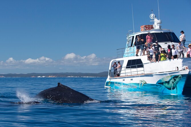 Freedom 3/4 Day Hervey Bay Premium Whale Watching Cruise - Watching humpbacks from three levels