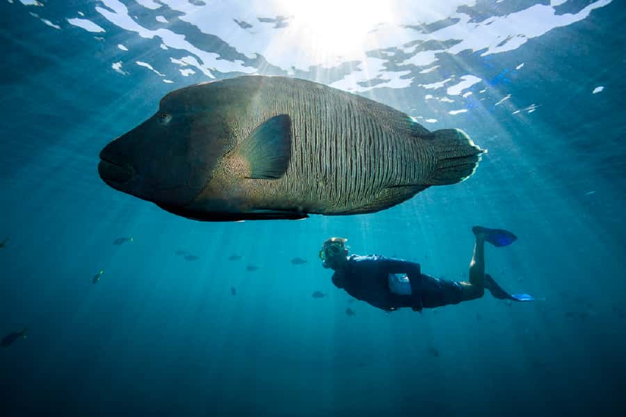 From Airlie Beach: Great Barrier Reef Adventure Cruise - Should you book Cruise Whitsundays to Hardy Reef?