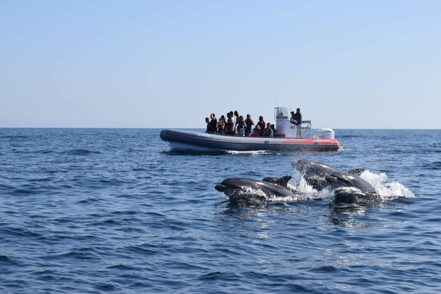 From Albufeira: Benagil Caves and Dolphins Guided Boat Tour - Exploring Caves, Arches, and Small Beaches