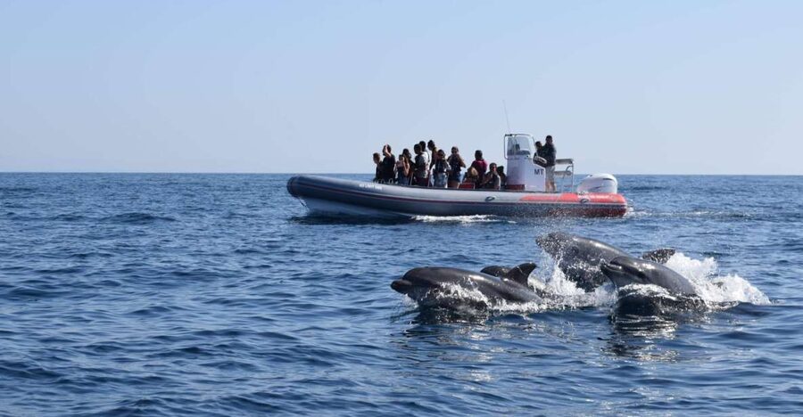 From Albufeira: Benagil Caves and Dolphins Guided Boat Tour - Swimming From the Boat When Conditions Allow