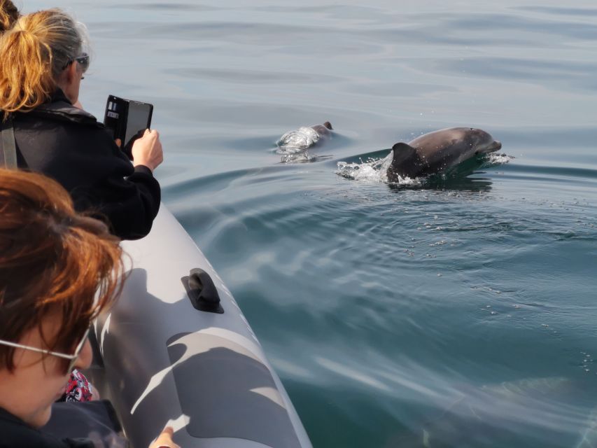 From Albufeira: Benagil Caves and Dolphins Guided Boat Tour - Comfort, Sea Conditions, and Who Should Skip It