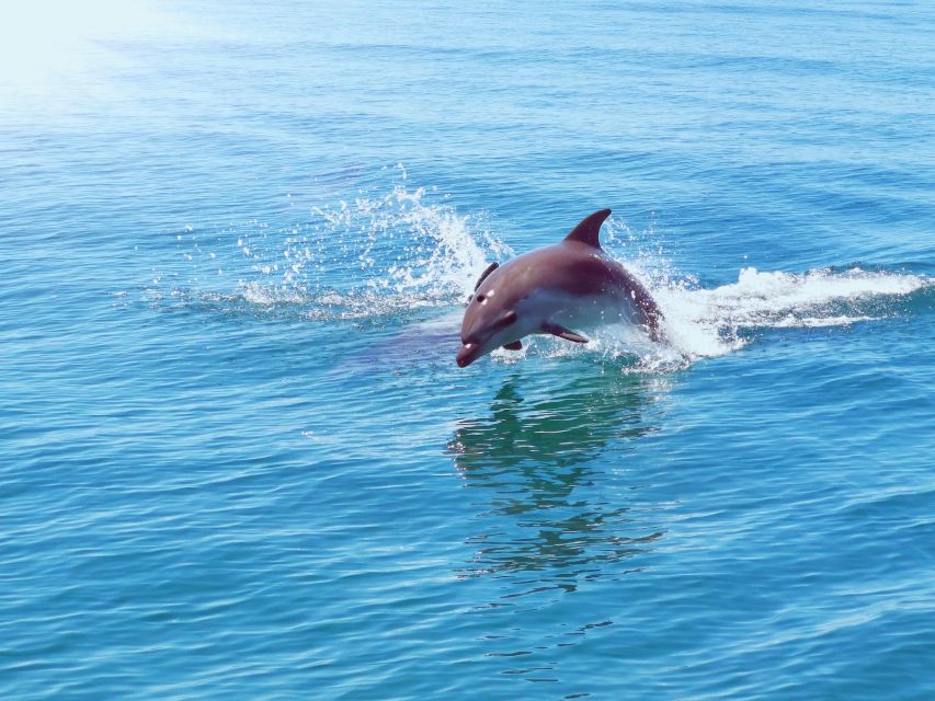 From Albufeira: Benagil Caves and Dolphins Guided Boat Tour - Should You Book This Albufeira Boat Tour?