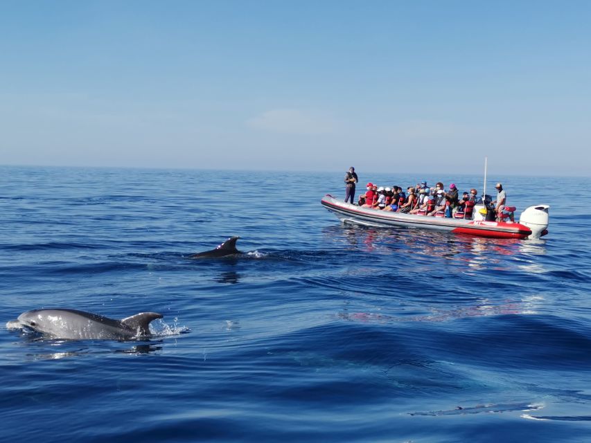 From Albufeira: Benagil Caves and Dolphins Guided Boat Tour - Searching for Dolphins in the Open Water