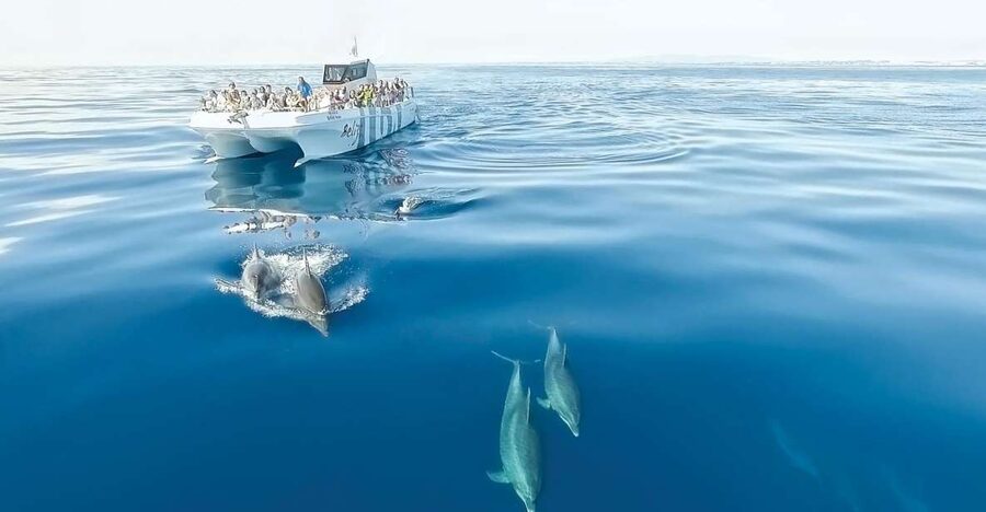 From Albufeira: Dolphins and Caves 2.5-Hour Boat Trip - Key things to know before you book