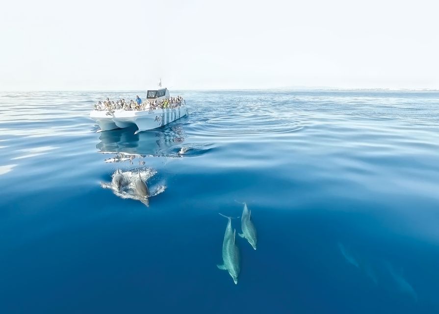 From Albufeira: Dolphins and Caves 2.5-Hour Boat Trip - The Algarve coast from sea level