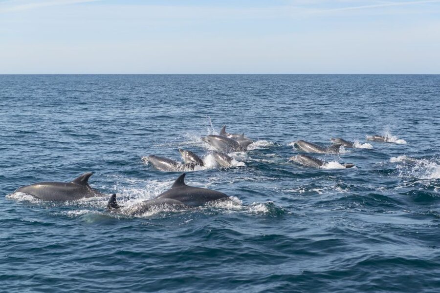 From Albufeira: Dolphins and Caves 2.5-Hour Boat Trip - What the ride feels like in practice