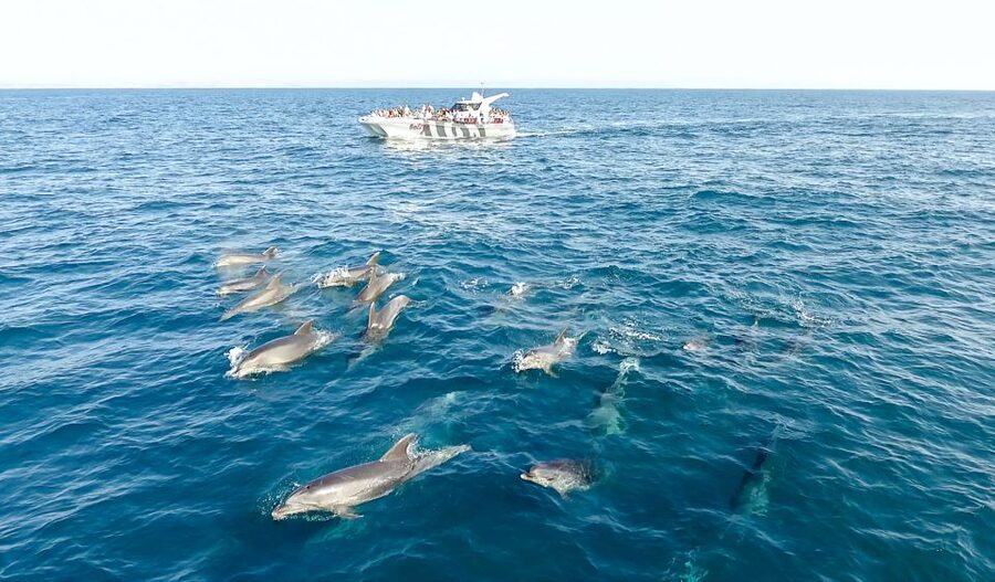 From Albufeira: Dolphins and Caves 2.5-Hour Boat Trip - Who will enjoy this trip most