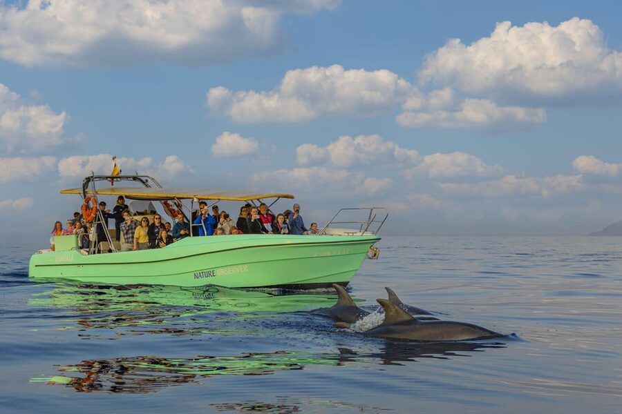 From Alcudia: Sunrise Dolphin Watching Boat Tour - Key points to know before booking