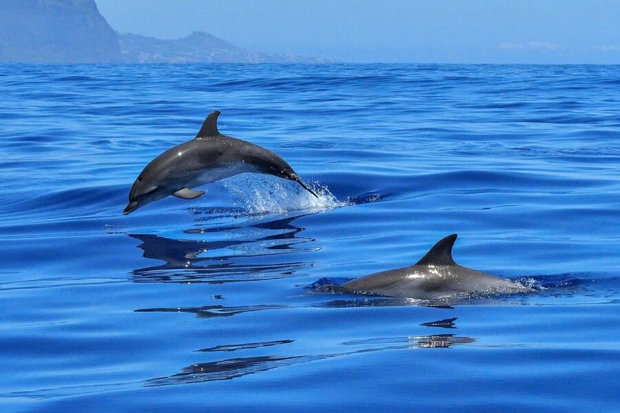 From Alcudia: Sunrise Dolphin Watching Boat Tour - Sunrise on Alcúdia Bay sets the tone