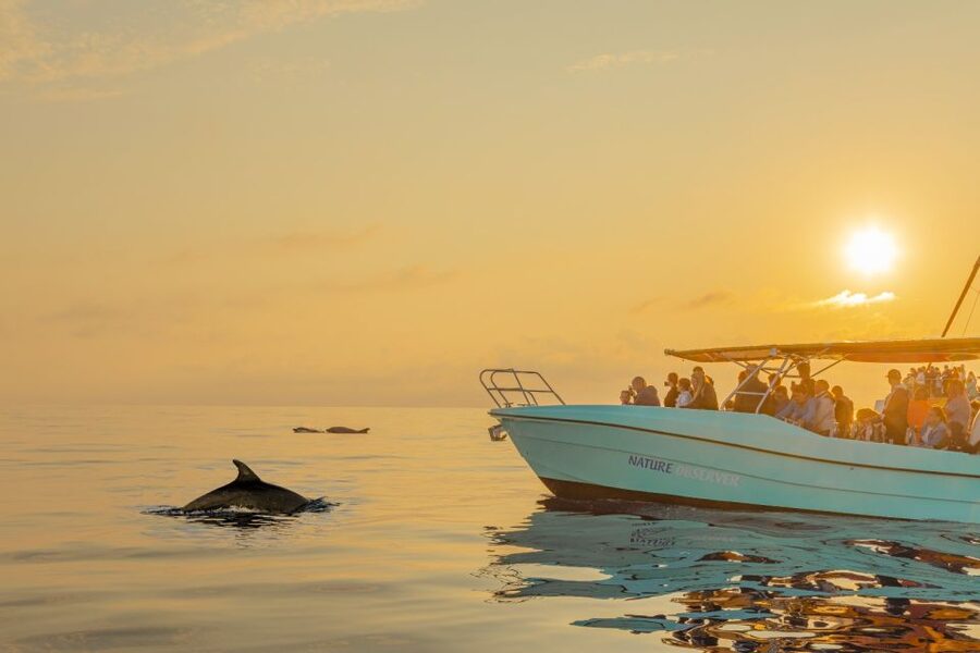 From Alcudia: Sunrise Dolphin Watching Boat Tour - Watching dolphins without turning the sea into a chase