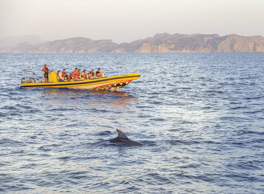 From Alcudia: Sunrise Dolphin Watching Boat Tour - Should you book the Alcúdia sunrise dolphin trip?